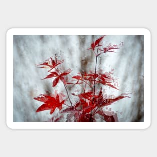 Rain On The Red Maple Leaves Sticker